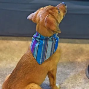 Hand woven Dog Bandana | Quetzal Jade