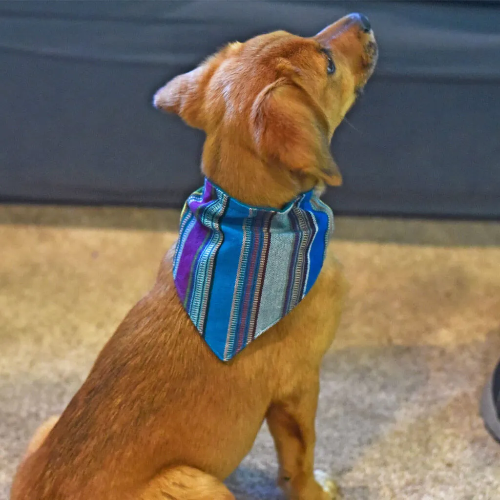 Hand woven Dog Bandana | Quetzal Jade