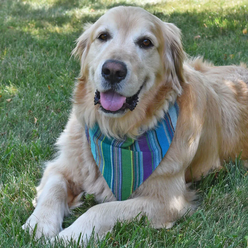 Hand woven Dog Bandana | Quetzal Jade