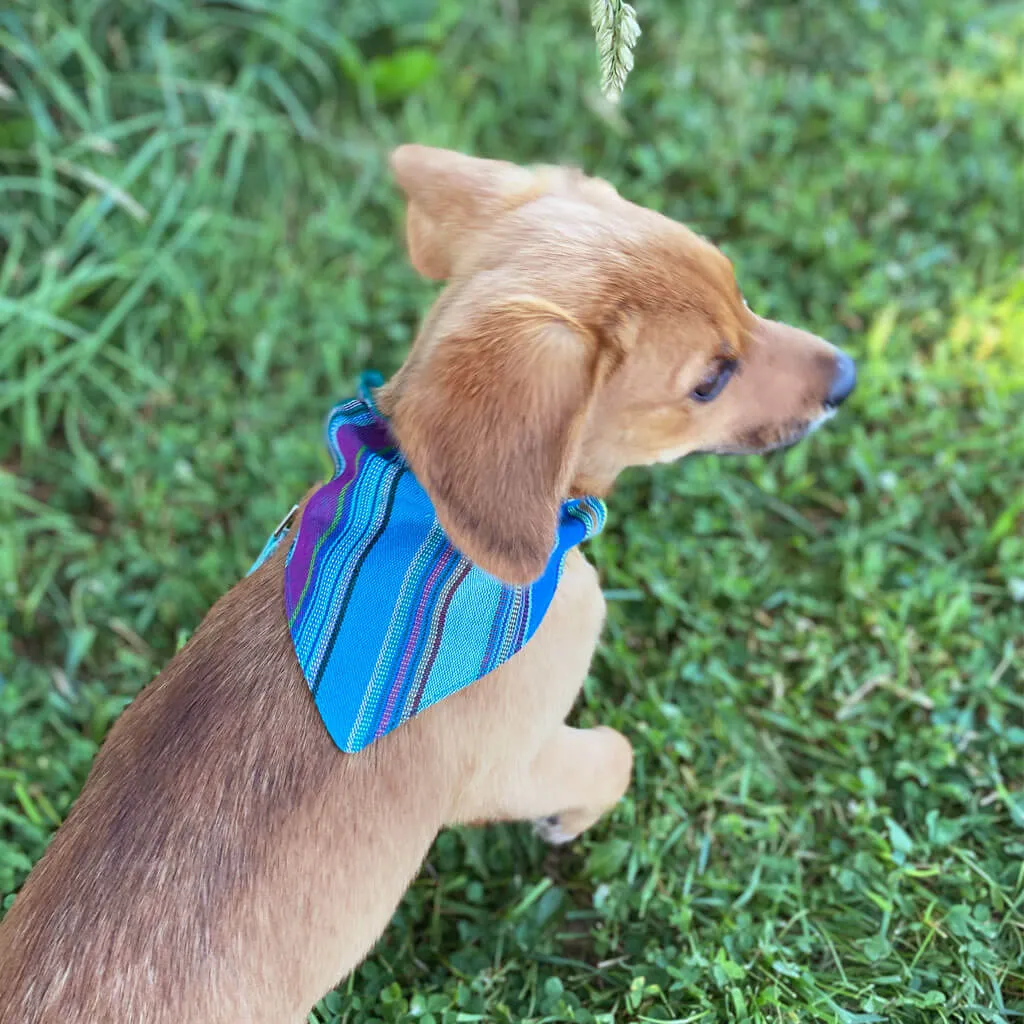 Hand woven Dog Bandana | Quetzal Jade