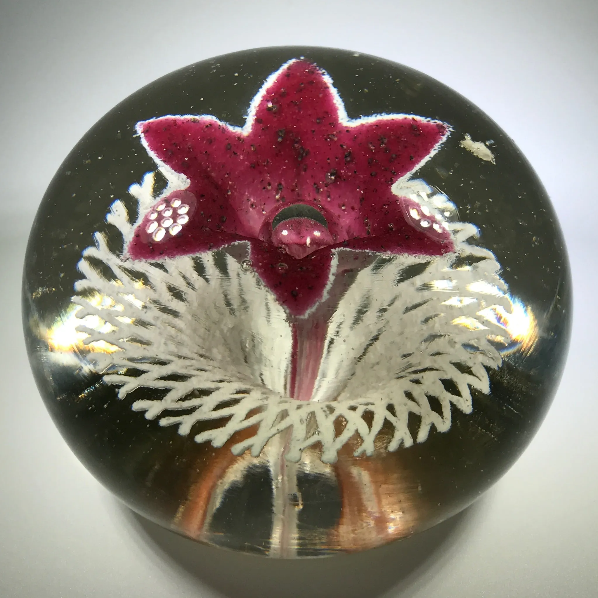 Rare Ed Rithner Art Glass Paperweight Maroon Flower on Frit Doily