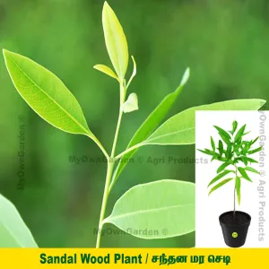 Sandal Wood Plant ( சந்தன மரம் )