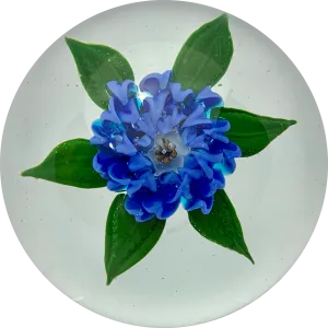 Signed Harold Hacker Lampwork Blue Dahlia on Clear Ground